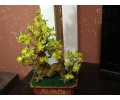 Hoa pha lê - cây mai vàng đang rồng nhỏ h017